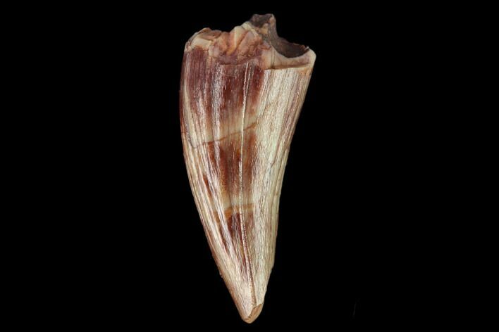 Fossil Phytosaur (Machaeroprosopus) Tooth - New Mexico #133285